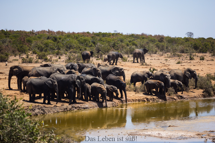 Addo Elephant Park (157 von 307)