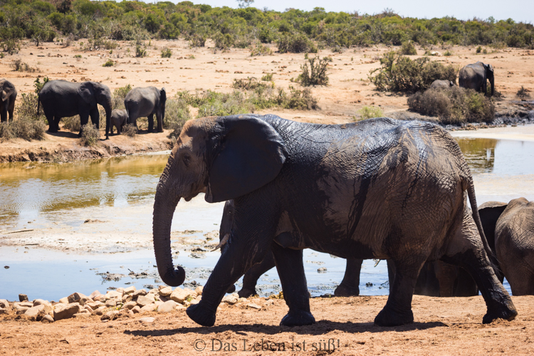 Addo Elephant Park (180 von 307)