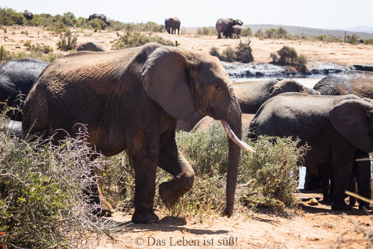 Addo Elephant Park (224 von 307)
